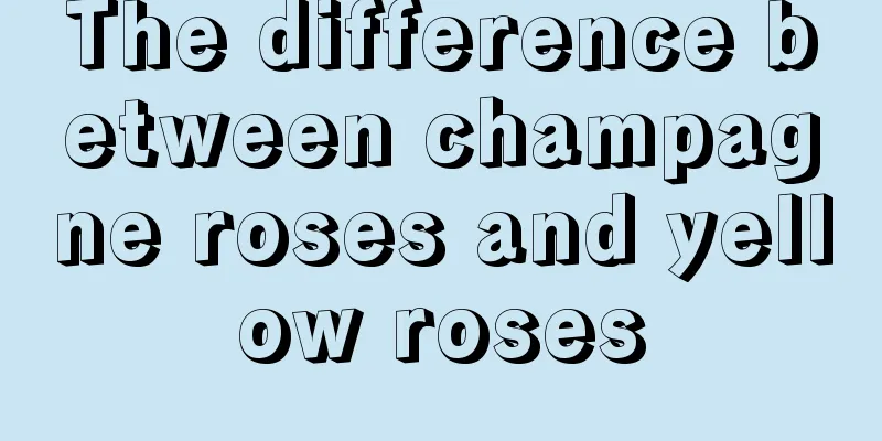 The difference between champagne roses and yellow roses