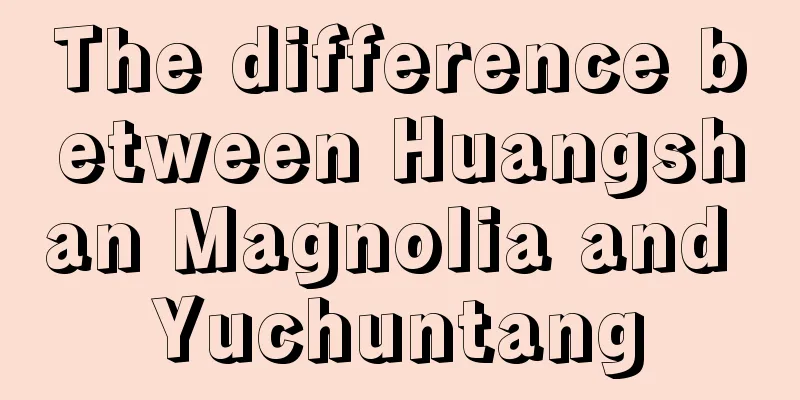 The difference between Huangshan Magnolia and Yuchuntang