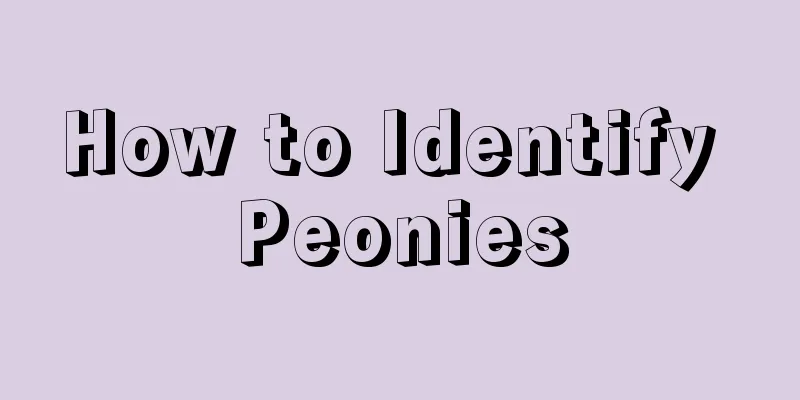 How to Identify Peonies