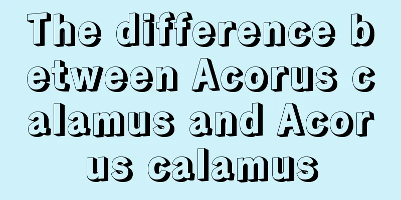 The difference between Acorus calamus and Acorus calamus