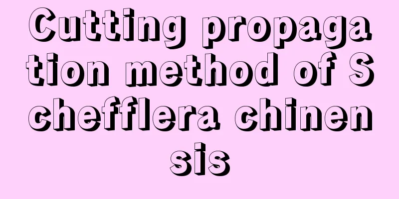 Cutting propagation method of Schefflera chinensis