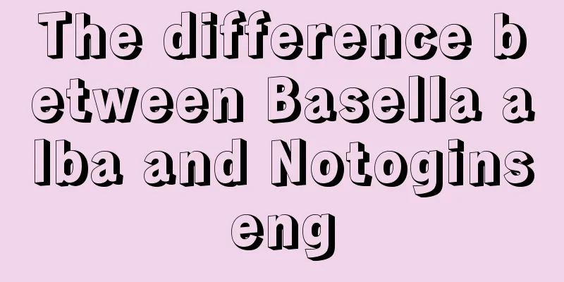 The difference between Basella alba and Notoginseng