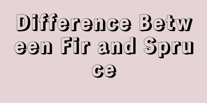 Difference Between Fir and Spruce