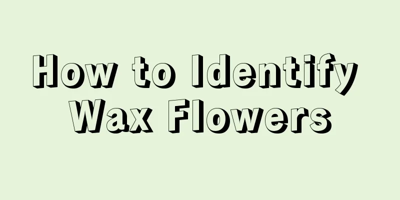 How to Identify Wax Flowers