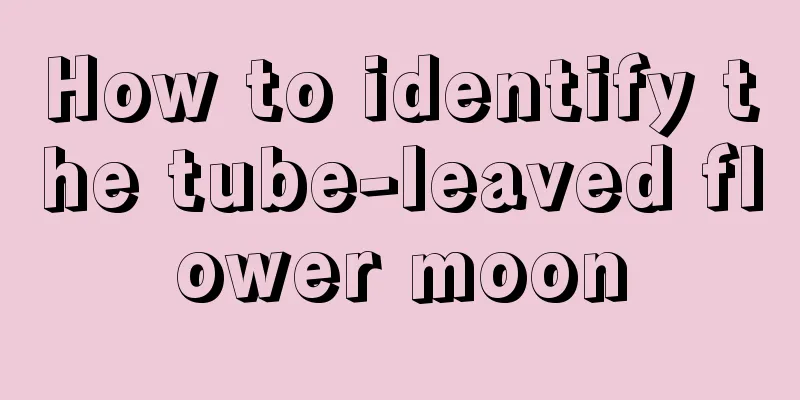 How to identify the tube-leaved flower moon