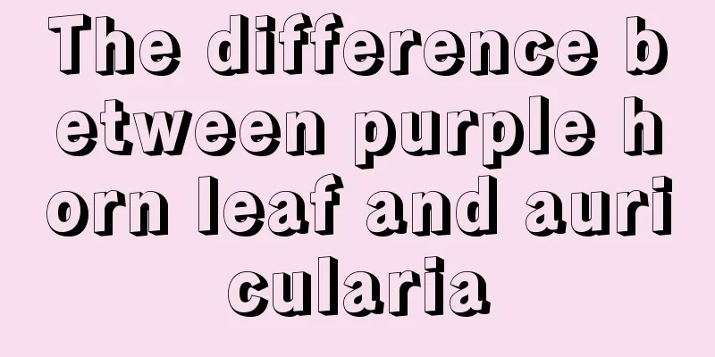 The difference between purple horn leaf and auricularia