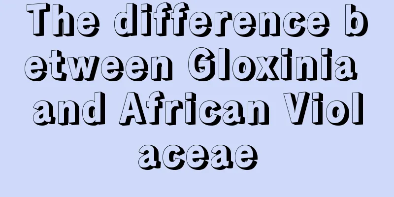 The difference between Gloxinia and African Violaceae