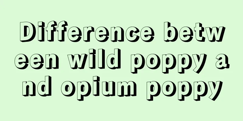 Difference between wild poppy and opium poppy