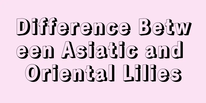 Difference Between Asiatic and Oriental Lilies