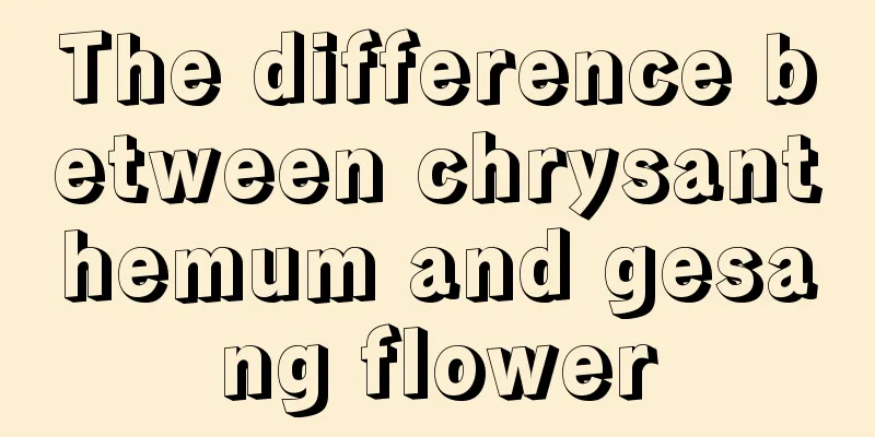 The difference between chrysanthemum and gesang flower