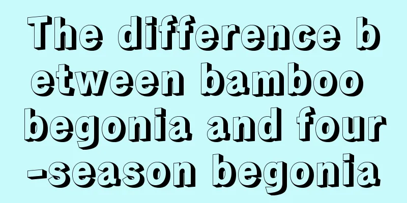 The difference between bamboo begonia and four-season begonia