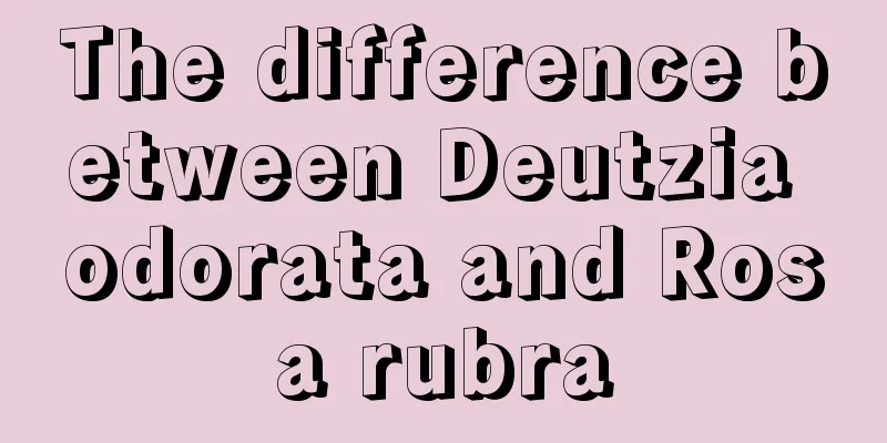 The difference between Deutzia odorata and Rosa rubra