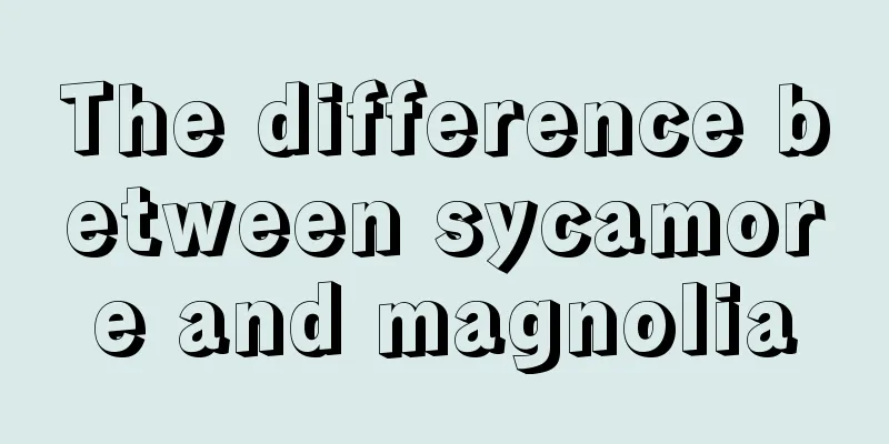 The difference between sycamore and magnolia