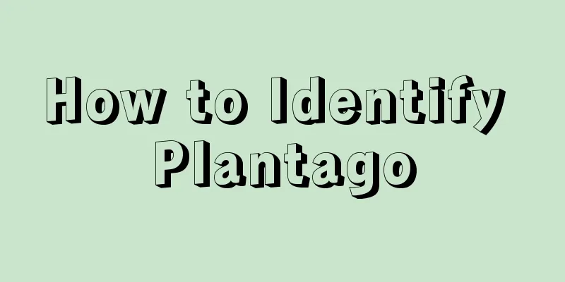 How to Identify Plantago