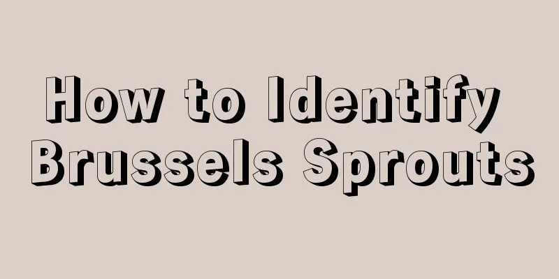 How to Identify Brussels Sprouts