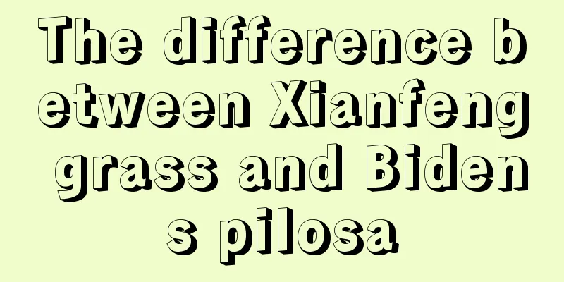 The difference between Xianfeng grass and Bidens pilosa