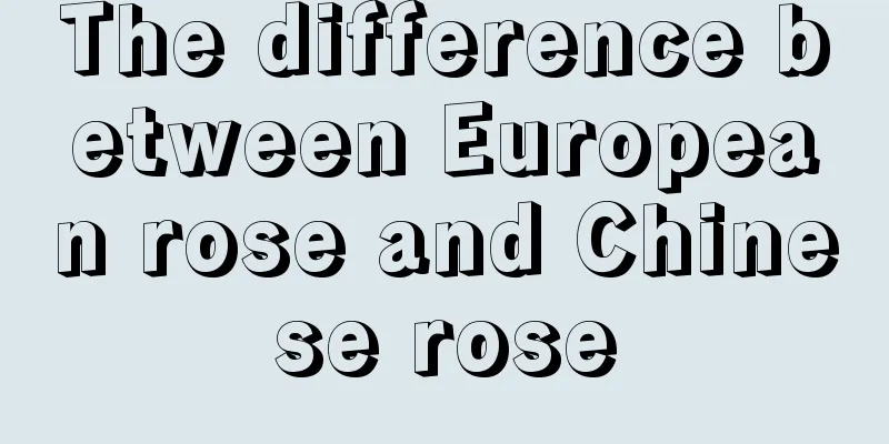 The difference between European rose and Chinese rose