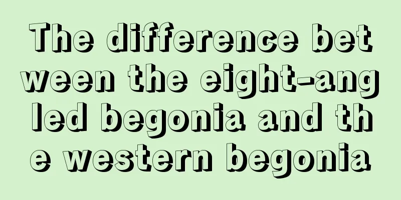 The difference between the eight-angled begonia and the western begonia