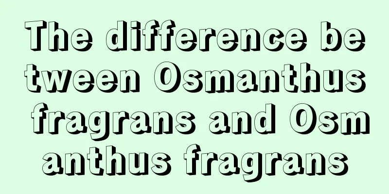 The difference between Osmanthus fragrans and Osmanthus fragrans