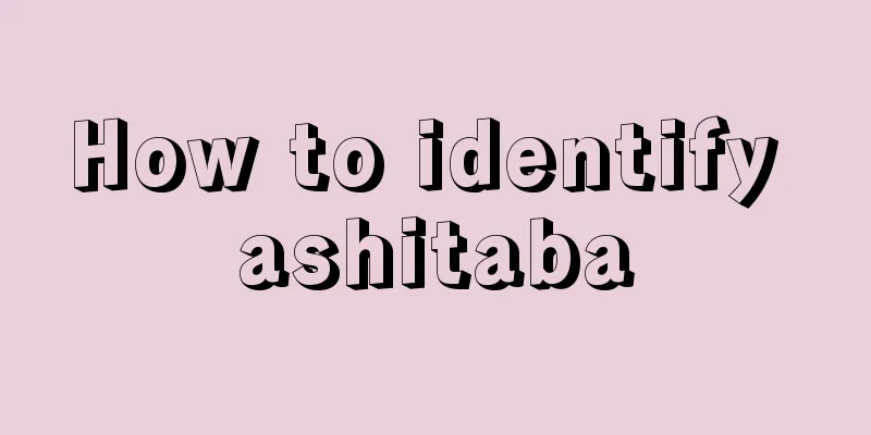 How to identify ashitaba