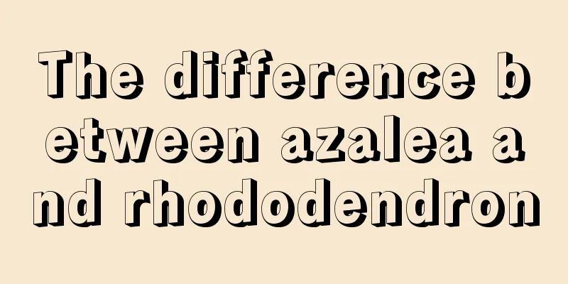 The difference between azalea and rhododendron