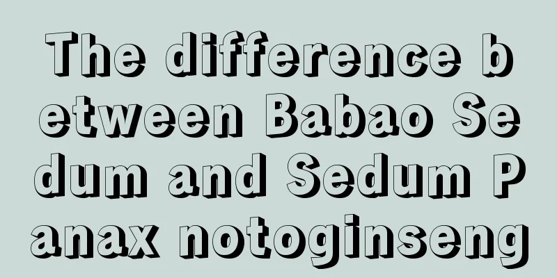 The difference between Babao Sedum and Sedum Panax notoginseng