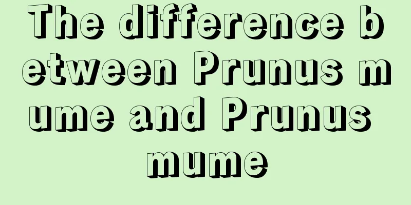 The difference between Prunus mume and Prunus mume