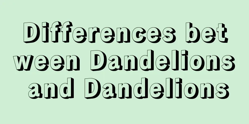 Differences between Dandelions and Dandelions