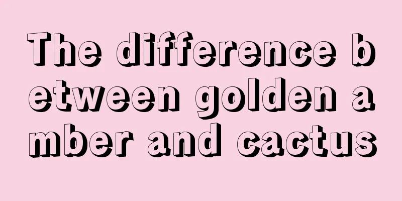 The difference between golden amber and cactus