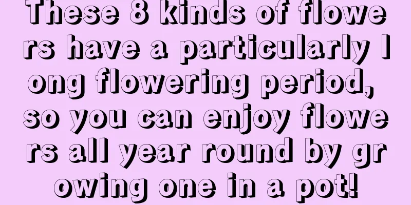 These 8 kinds of flowers have a particularly long flowering period, so you can enjoy flowers all year round by growing one in a pot!