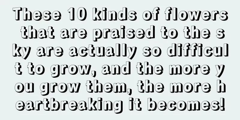 These 10 kinds of flowers that are praised to the sky are actually so difficult to grow, and the more you grow them, the more heartbreaking it becomes!