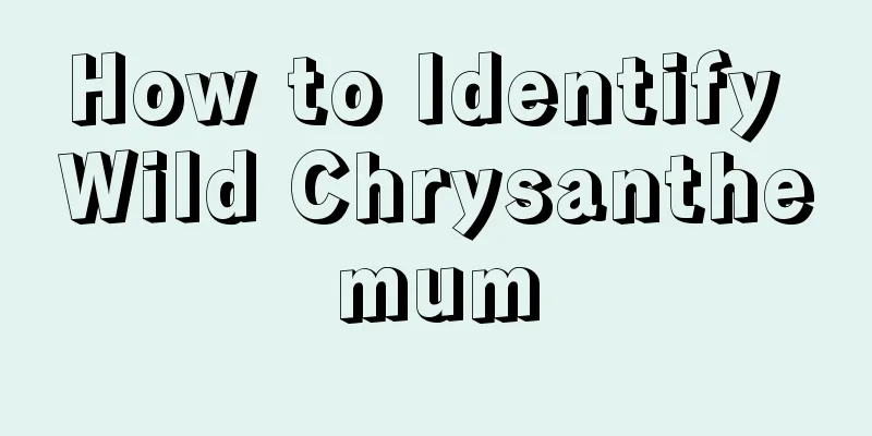 How to Identify Wild Chrysanthemum