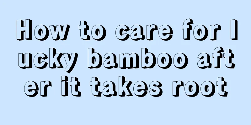 How to care for lucky bamboo after it takes root