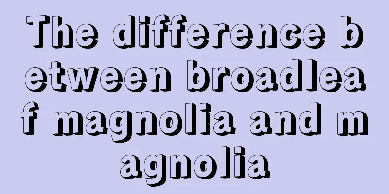 The difference between broadleaf magnolia and magnolia