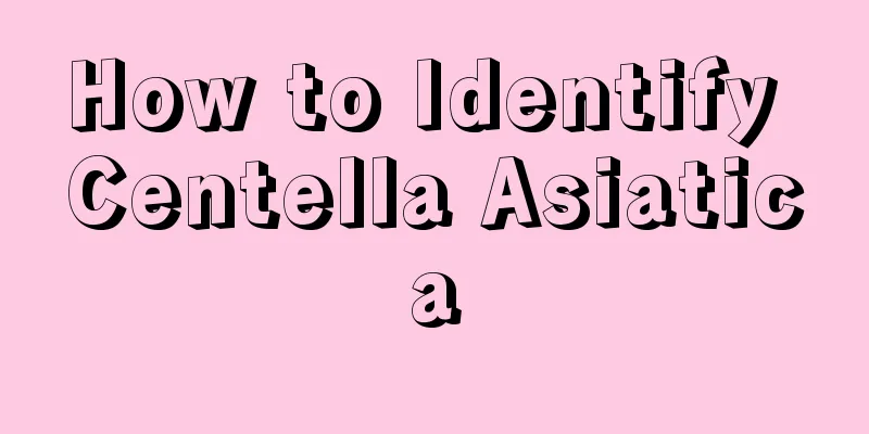 How to Identify Centella Asiatica