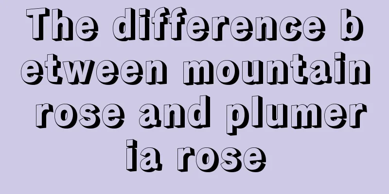 The difference between mountain rose and plumeria rose