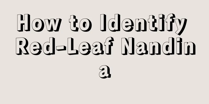 How to Identify Red-Leaf Nandina