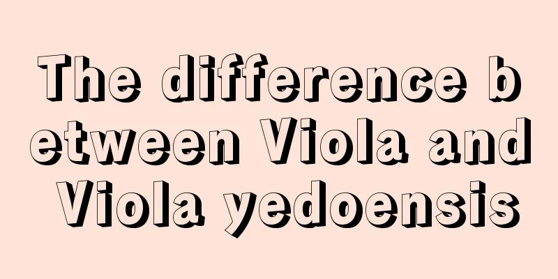 The difference between Viola and Viola yedoensis