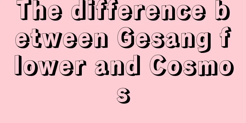 The difference between Gesang flower and Cosmos