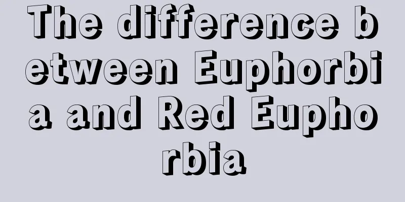 The difference between Euphorbia and Red Euphorbia