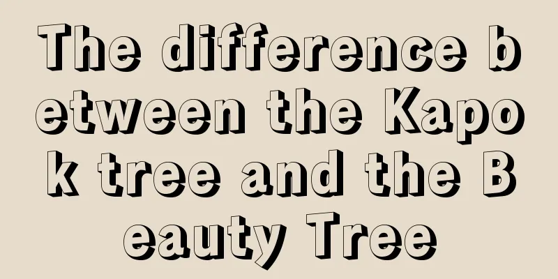 The difference between the Kapok tree and the Beauty Tree