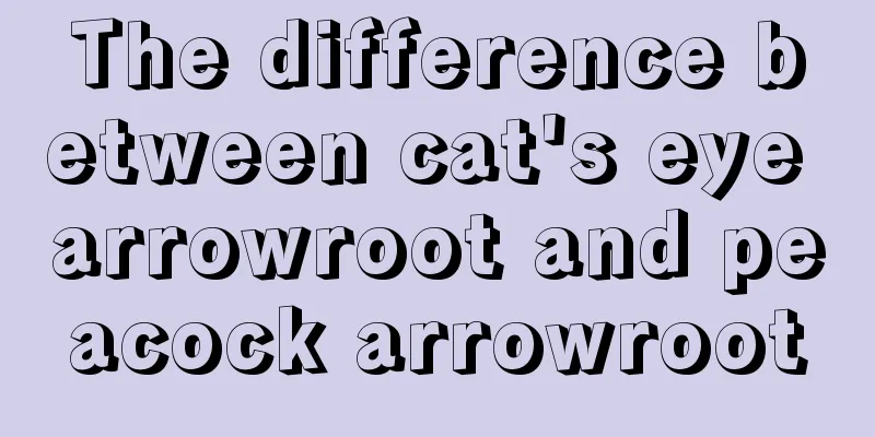 The difference between cat's eye arrowroot and peacock arrowroot