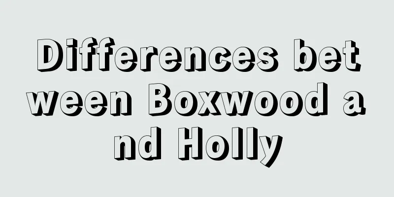 Differences between Boxwood and Holly