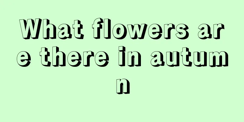 What flowers are there in autumn