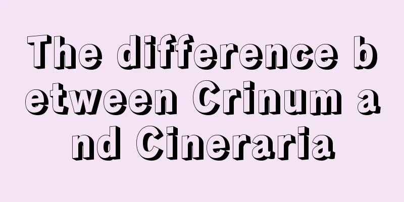 The difference between Crinum and Cineraria