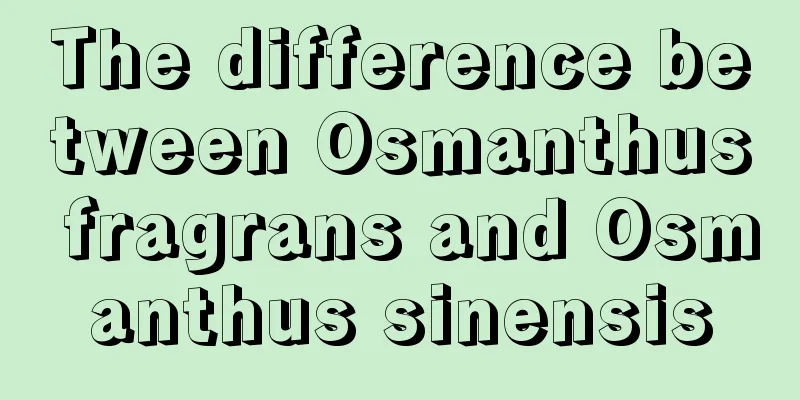 The difference between Osmanthus fragrans and Osmanthus sinensis