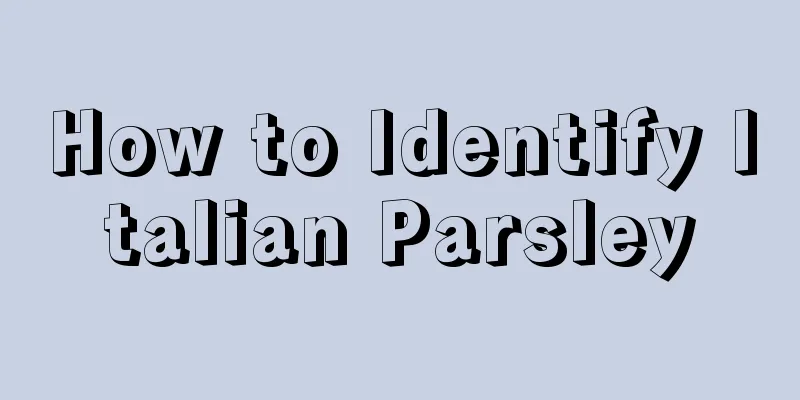 How to Identify Italian Parsley