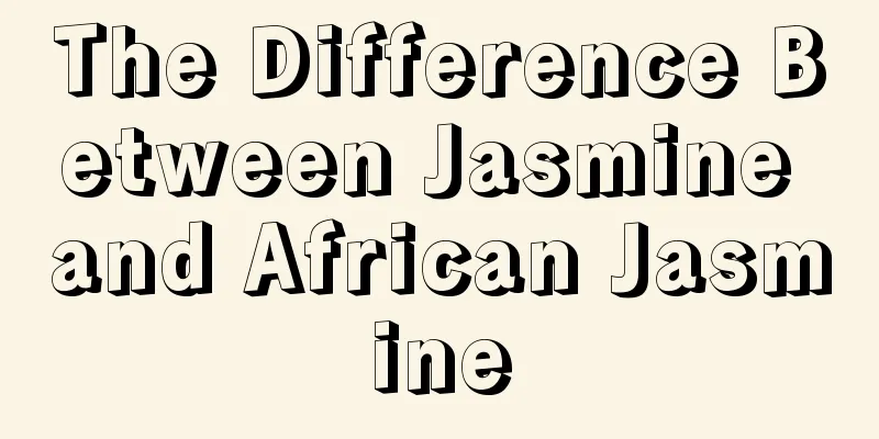 The Difference Between Jasmine and African Jasmine