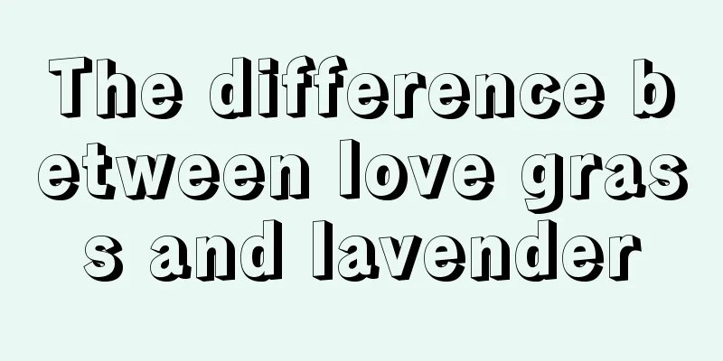 The difference between love grass and lavender