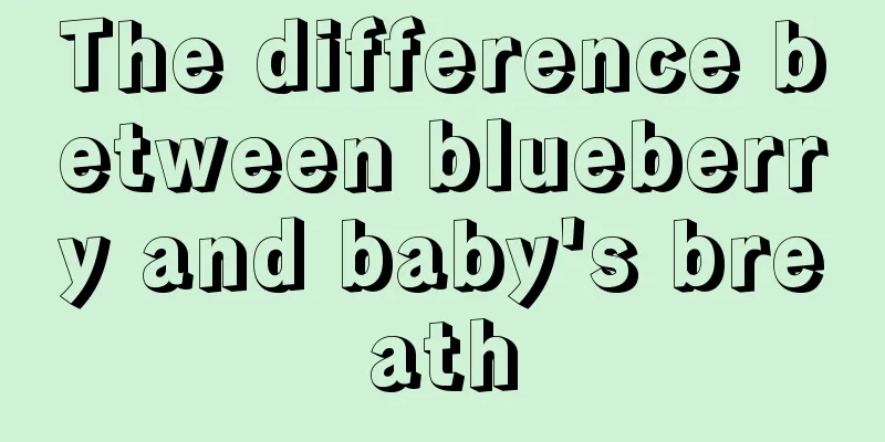 The difference between blueberry and baby's breath